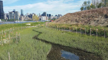 Hunter's Point South Park, Phase II under construction - Public Review begins for DCP’s Important Zoning for NYC Coastal Flood Resiliency