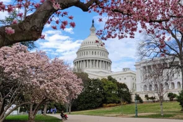 U.S. Capitol grounds magnolias in March 2020