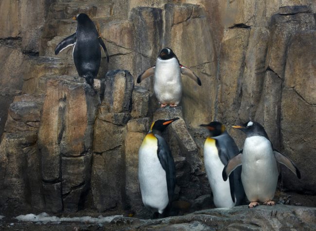 Subpolar Penguins - Biodome